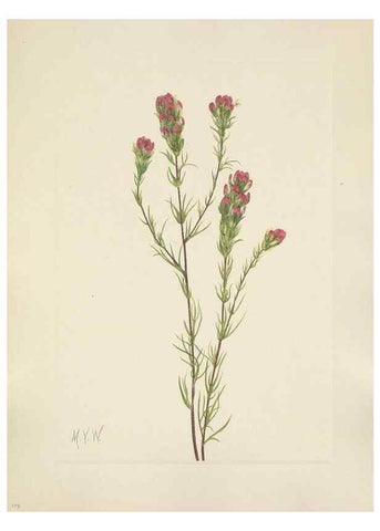 Reproducción/Reproduction 46916684821: North American wild flowers. Washington, D.C. :Smithsonian Institution,1925.. 