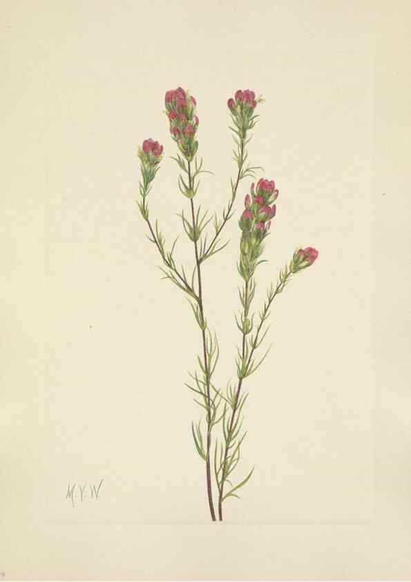 Reproducción/Reproduction 46916684821: North American wild flowers. Washington, D.C. :Smithsonian Institution,1925.. 
