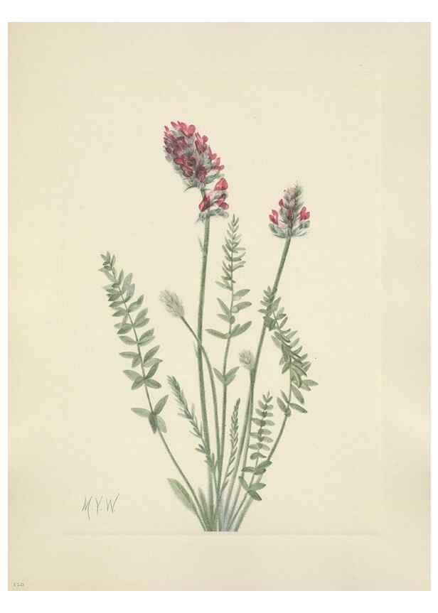 Reproducción/Reproduction 46916686651: North American wild flowers. Washington, D.C. :Smithsonian Institution,1925.. 