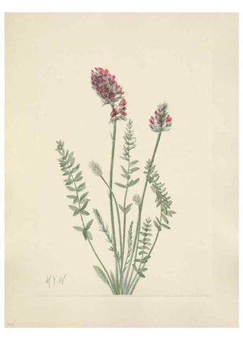 Reproducción/Reproduction 46916686651: North American wild flowers. Washington, D.C. :Smithsonian Institution,1925.. 