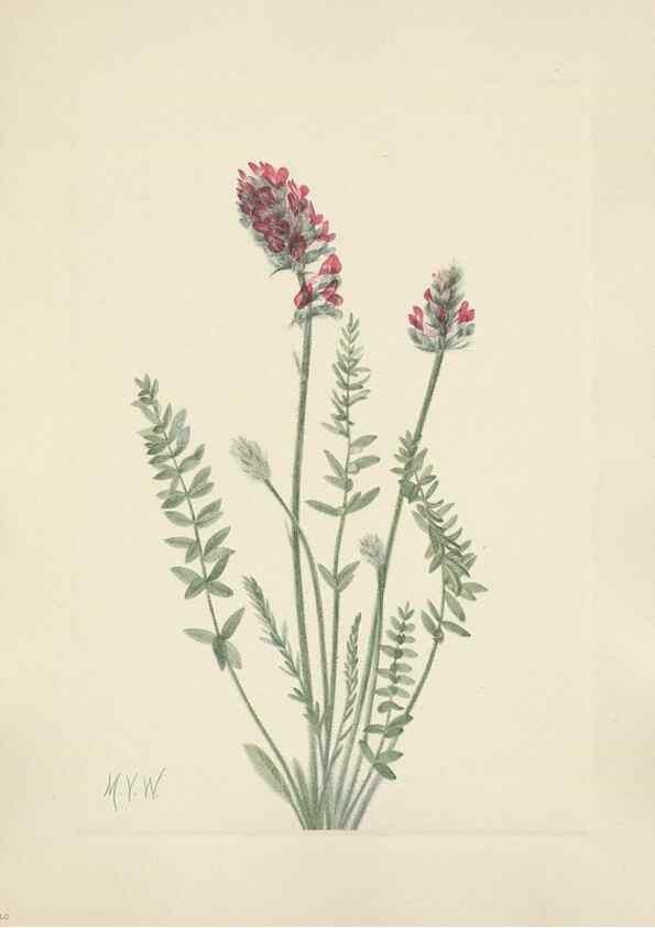 Reproducción/Reproduction 46916686651: North American wild flowers. Washington, D.C. :Smithsonian Institution,1925.. 