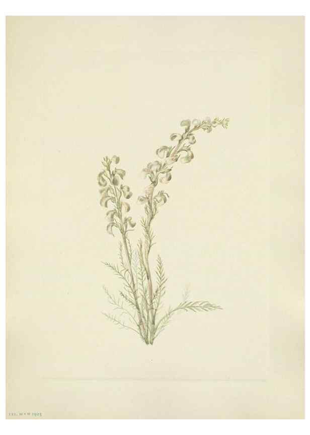 Reproducción/Reproduction 39951891593: North American wild flowers. Washington, D.C. :Smithsonian Institution,1925.. 