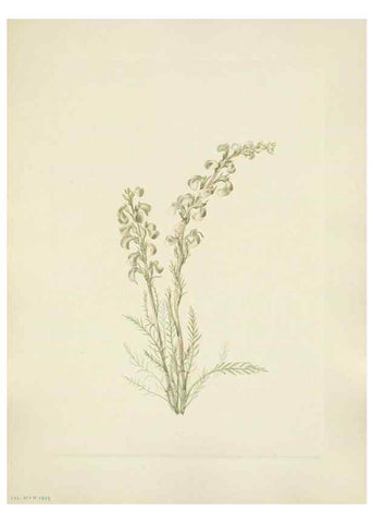 Reproducción/Reproduction 39951891593: North American wild flowers. Washington, D.C. :Smithsonian Institution,1925.. 
