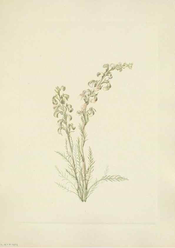 Reproducción/Reproduction 39951891593: North American wild flowers. Washington, D.C. :Smithsonian Institution,1925.. 