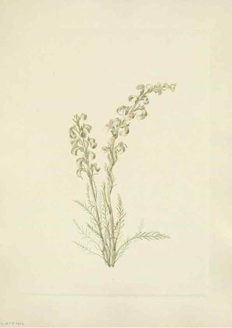 Reproducción/Reproduction 39951891593: North American wild flowers. Washington, D.C. :Smithsonian Institution,1925.. 