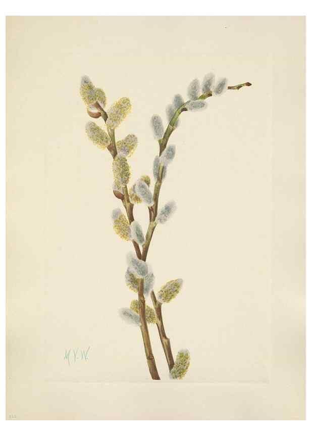 Reproducción/Reproduction 46864624442: North American wild flowers. Washington, D.C. :Smithsonian Institution,1925.. 