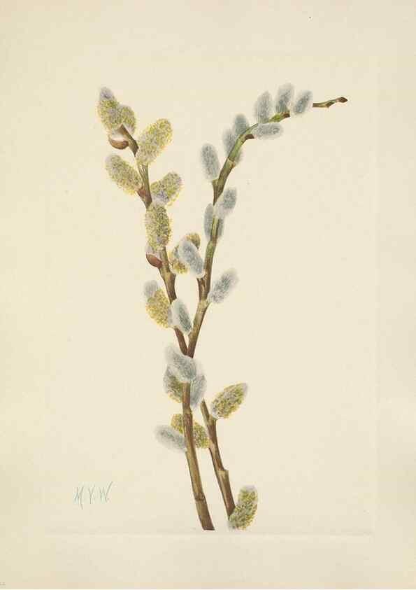 Reproducción/Reproduction 46864624442: North American wild flowers. Washington, D.C. :Smithsonian Institution,1925.. 
