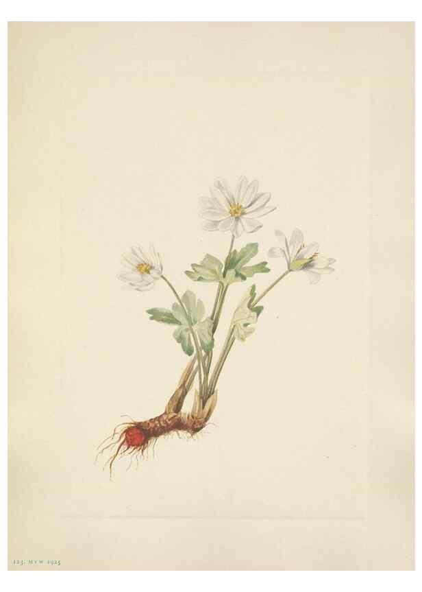 Reproducción/Reproduction 46916690721: North American wild flowers. Washington, D.C. :Smithsonian Institution,1925.. 