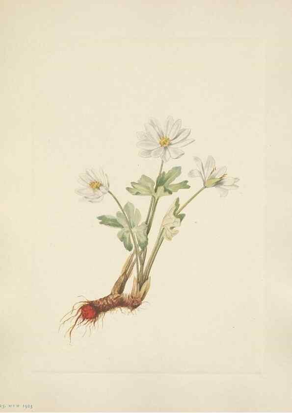 Reproducción/Reproduction 46916690721: North American wild flowers. Washington, D.C. :Smithsonian Institution,1925.. 