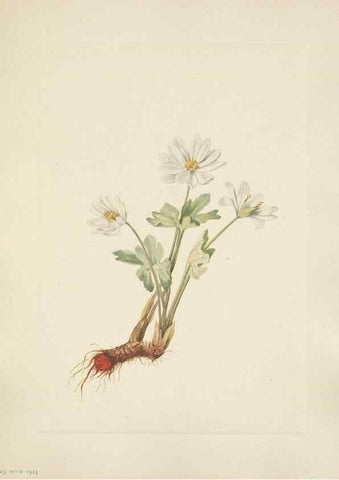 Reproducción/Reproduction 46916690721: North American wild flowers. Washington, D.C. :Smithsonian Institution,1925.. 