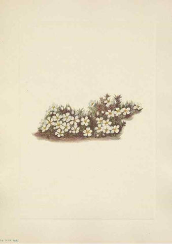 Reproducción/Reproduction 39951894803: North American wild flowers. Washington, D.C. :Smithsonian Institution,1925.. 