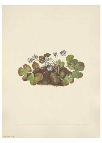 Reproducción/Reproduction 46916693551: North American wild flowers. Washington, D.C. :Smithsonian Institution,1925.. 