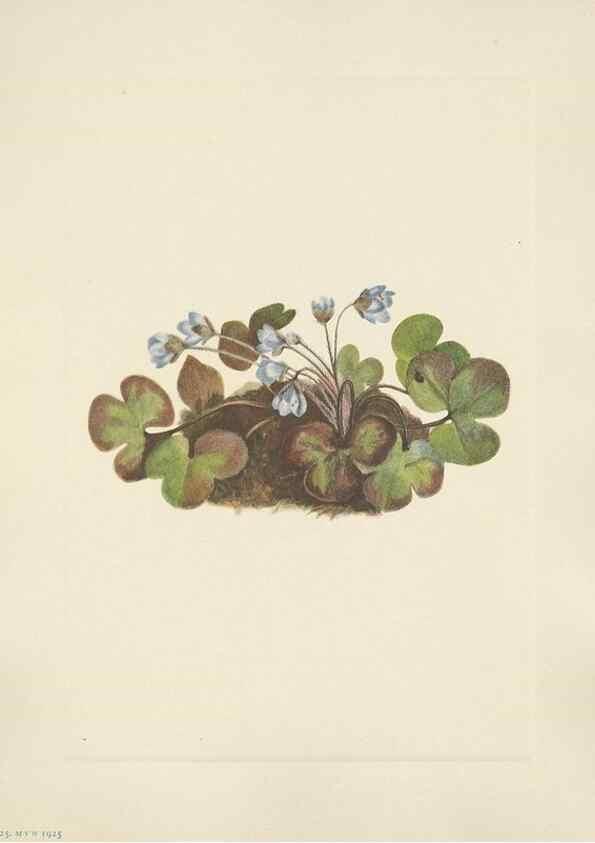 Reproducción/Reproduction 46916693551: North American wild flowers. Washington, D.C. :Smithsonian Institution,1925.. 