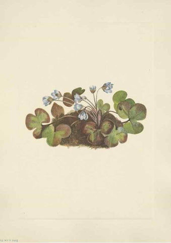 Reproducción/Reproduction 46916693551: North American wild flowers. Washington, D.C. :Smithsonian Institution,1925.. 