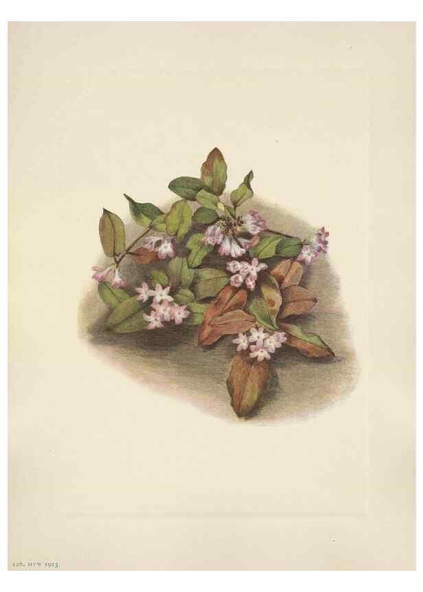 Reproducción/Reproduction 46191820554: North American wild flowers. Washington, D.C. :Smithsonian Institution,1925.. 