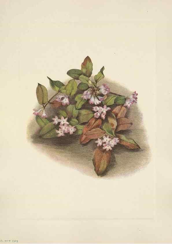 Reproducción/Reproduction 46191820554: North American wild flowers. Washington, D.C. :Smithsonian Institution,1925.. 