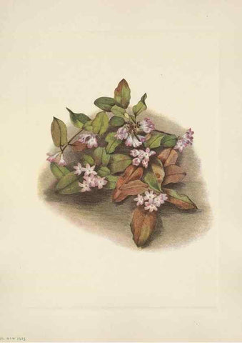 Reproducción/Reproduction 46191820554: North American wild flowers. Washington, D.C. :Smithsonian Institution,1925.. 