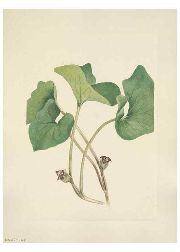 Reproducción/Reproduction 39951897763: North American wild flowers. Washington, D.C. :Smithsonian Institution,1925.. 
