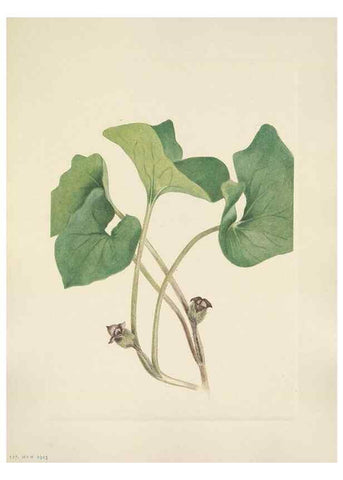 Reproducción/Reproduction 39951897763: North American wild flowers. Washington, D.C. :Smithsonian Institution,1925.. 