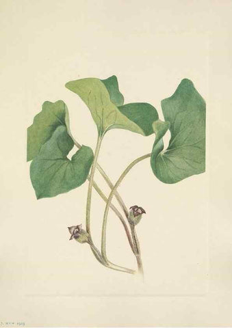 Reproducción/Reproduction 39951897763: North American wild flowers. Washington, D.C. :Smithsonian Institution,1925.. 