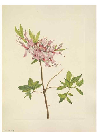 Reproducción/Reproduction 46864626432: North American wild flowers. Washington, D.C. :Smithsonian Institution,1925.. 