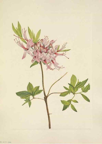 Reproducción/Reproduction 46864626432: North American wild flowers. Washington, D.C. :Smithsonian Institution,1925.. 