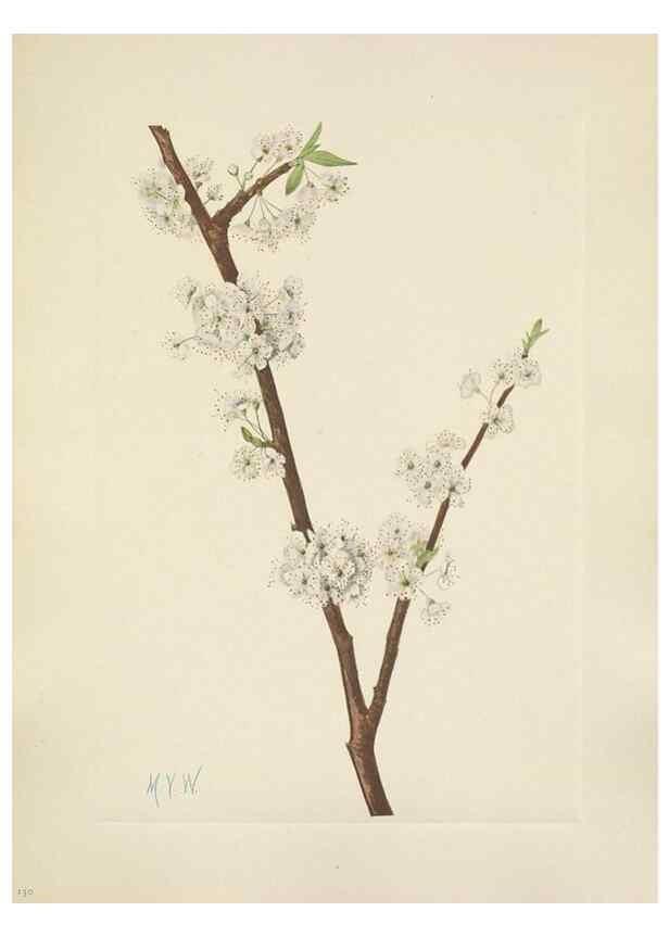 Reproducción/Reproduction 39951900893: North American wild flowers. Washington, D.C. :Smithsonian Institution,1925.. 