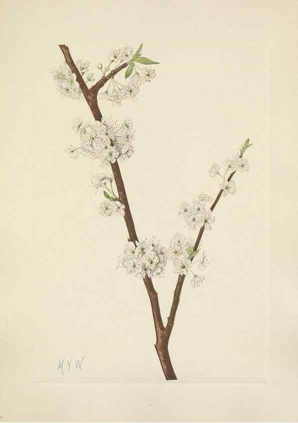 Reproducción/Reproduction 39951900893: North American wild flowers. Washington, D.C. :Smithsonian Institution,1925.. 