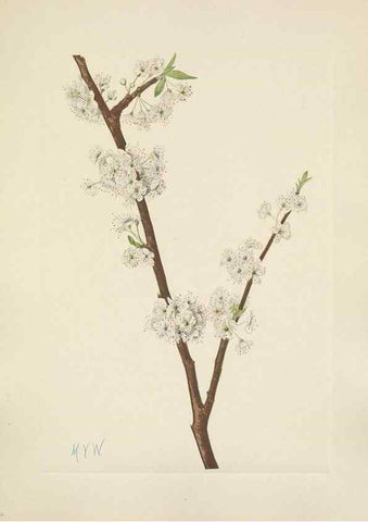 Reproducción/Reproduction 39951900893: North American wild flowers. Washington, D.C. :Smithsonian Institution,1925.. 