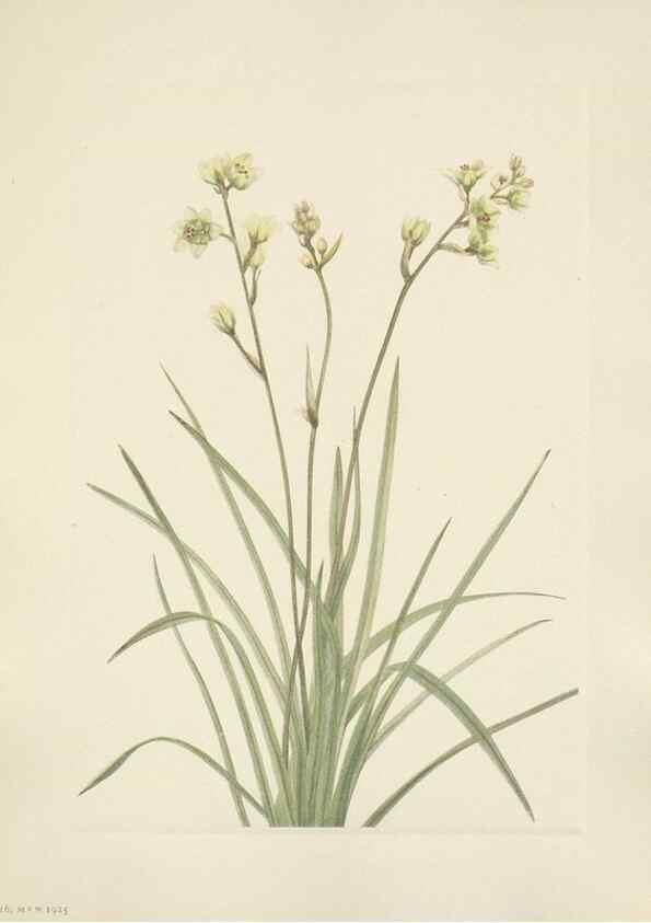 Reproducción/Reproduction 31975525897: North American wild flowers. Washington, D.C. :Smithsonian Institution,1925.. 