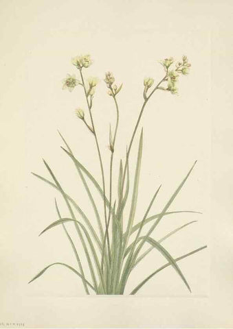 Reproducción/Reproduction 31975525897: North American wild flowers. Washington, D.C. :Smithsonian Institution,1925.. 