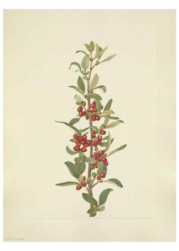 Reproducción/Reproduction 39951886683: North American wild flowers. Washington, D.C. :Smithsonian Institution,1925.. 