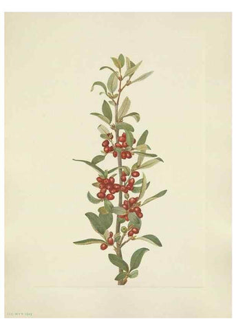 Reproducción/Reproduction 39951886683: North American wild flowers. Washington, D.C. :Smithsonian Institution,1925.. 