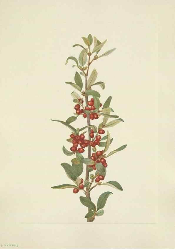 Reproducción/Reproduction 39951886683: North American wild flowers. Washington, D.C. :Smithsonian Institution,1925.. 