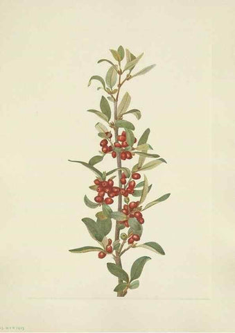 Reproducción/Reproduction 39951886683: North American wild flowers. Washington, D.C. :Smithsonian Institution,1925.. 