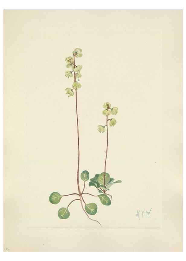 Reproducción/Reproduction 46191816154: North American wild flowers. Washington, D.C. :Smithsonian Institution,1925.. 