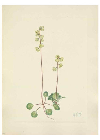 Reproducción/Reproduction 46191816154: North American wild flowers. Washington, D.C. :Smithsonian Institution,1925.. 