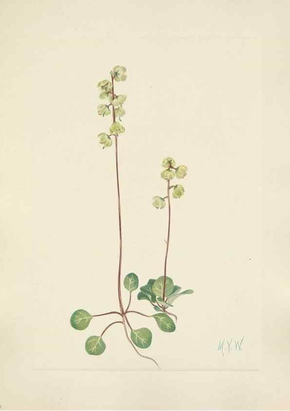 Reproducción/Reproduction 46191816154: North American wild flowers. Washington, D.C. :Smithsonian Institution,1925.. 