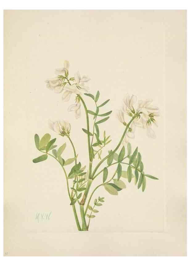 Reproducción/Reproduction 46191800444: North American wild flowers. Washington, D.C. :Smithsonian Institution,1925.. 