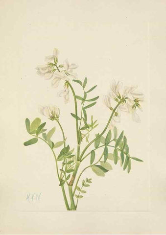 Reproducción/Reproduction 46191800444: North American wild flowers. Washington, D.C. :Smithsonian Institution,1925.. 