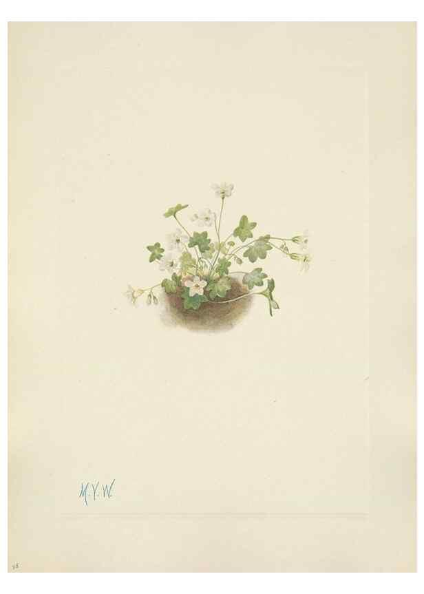 Reproducción/Reproduction 46191801444: North American wild flowers. Washington, D.C. :Smithsonian Institution,1925.. 