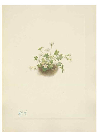 Reproducción/Reproduction 46191801444: North American wild flowers. Washington, D.C. :Smithsonian Institution,1925.. 