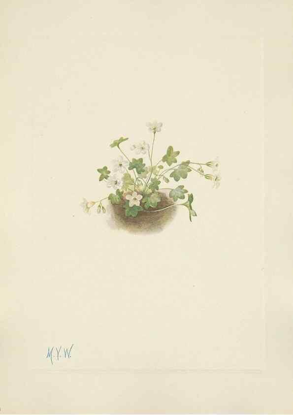 Reproducción/Reproduction 46191801444: North American wild flowers. Washington, D.C. :Smithsonian Institution,1925.. 