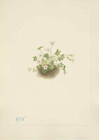 Reproducción/Reproduction 46191801444: North American wild flowers. Washington, D.C. :Smithsonian Institution,1925.. 