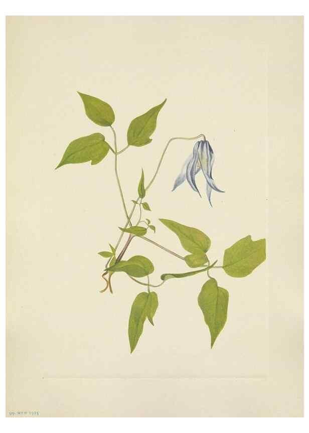 Reproducción/Reproduction 46864613662: North American wild flowers. Washington, D.C. :Smithsonian Institution,1925.. 