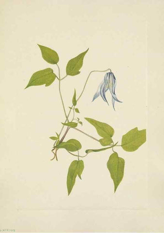 Reproducción/Reproduction 46864613662: North American wild flowers. Washington, D.C. :Smithsonian Institution,1925.. 