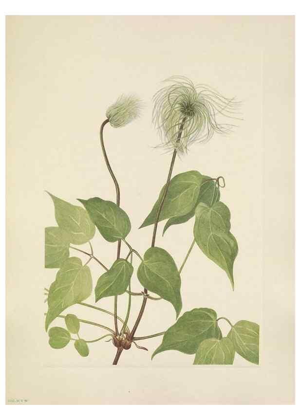 Reproducción/Reproduction 46916670741: North American wild flowers. Washington, D.C. :Smithsonian Institution,1925.. 