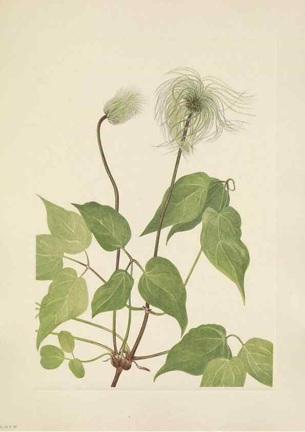Reproducción/Reproduction 46916670741: North American wild flowers. Washington, D.C. :Smithsonian Institution,1925.. 