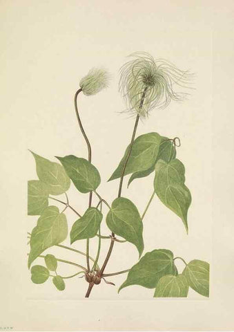 Reproducción/Reproduction 46916670741: North American wild flowers. Washington, D.C. :Smithsonian Institution,1925.. 