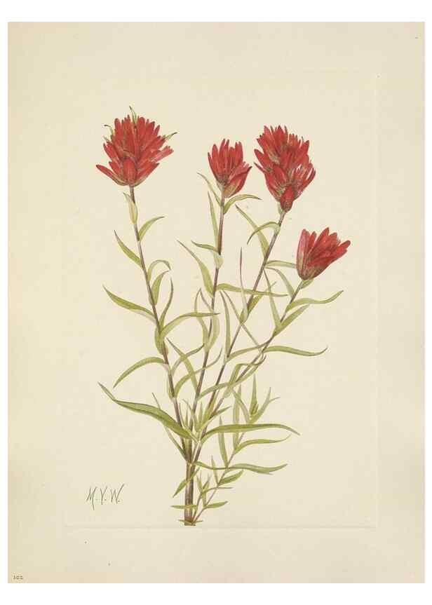 Reproducción/Reproduction 46864614942: North American wild flowers. Washington, D.C. :Smithsonian Institution,1925.. 